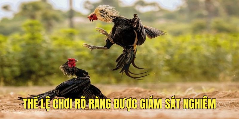 the-le-cua-da-ga-cup-c1-ro-rang-duoc-giam-sat-chat-che