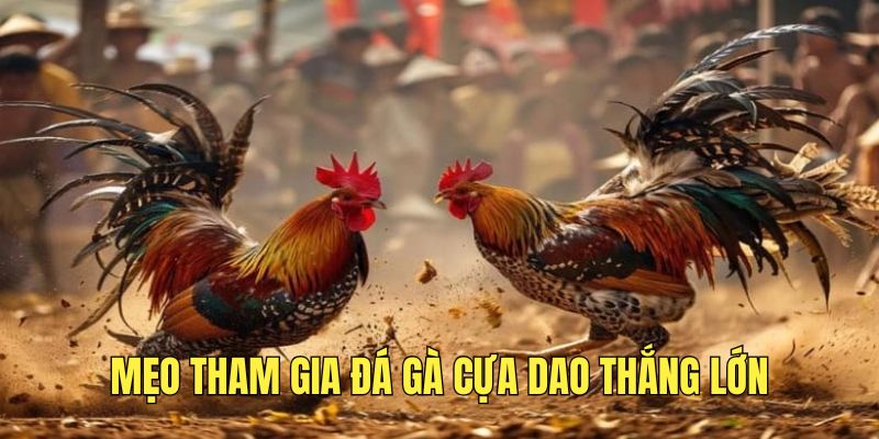 bo-tui-meo-choi-da-ga-cua-dao-thang-lon-