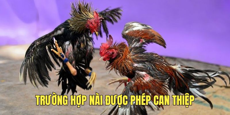 cac-truong-hop-nai-duoc-phep-can-thiep-tran-dau