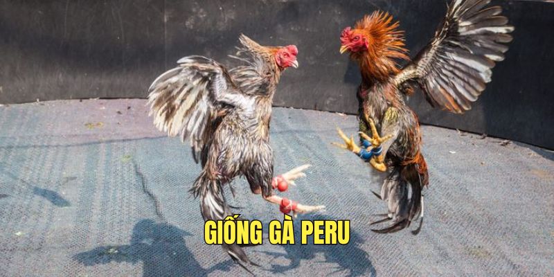 choi-ke-cua-dao-giong-ga-peru