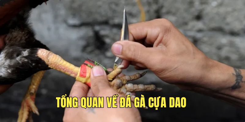 tim-hieu-thong-tin-ve-da-ga-cua-dao